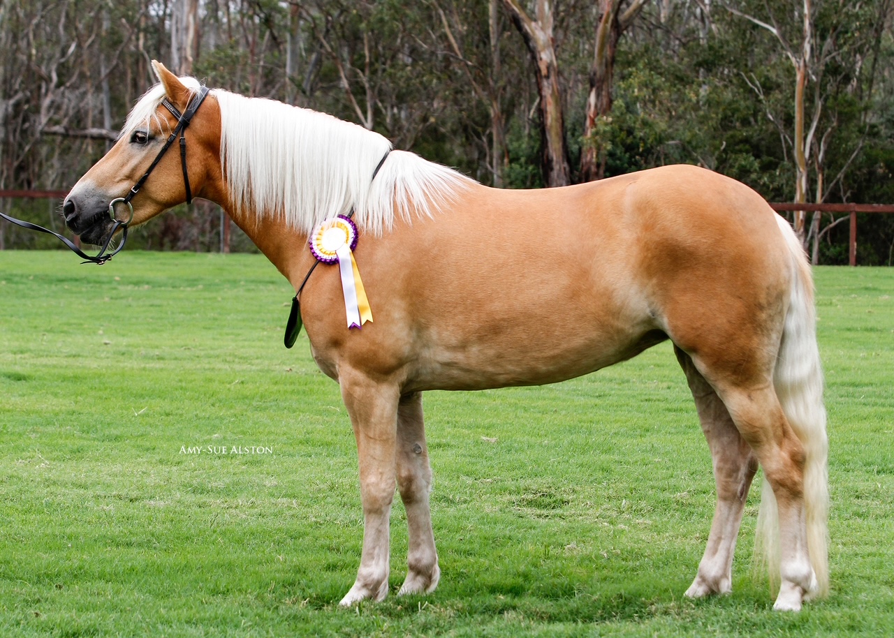 Haflinger horses